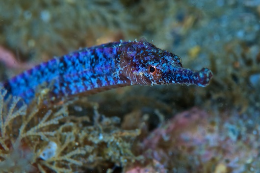 Dive Adventure: Blue Heron Bridge south-florida-4