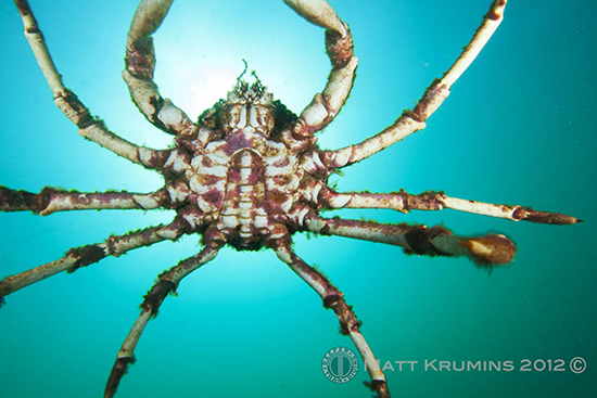The Spider Crabs of Rye Pier spider-crabs-victoria-australia-4