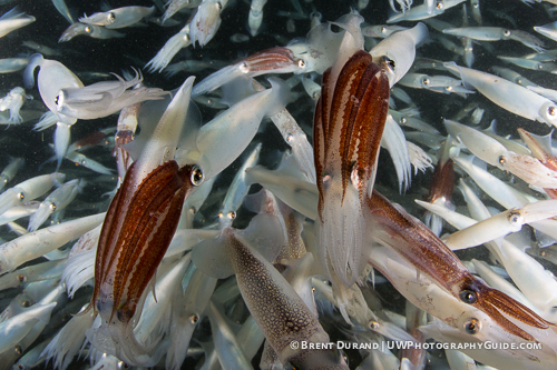 squid_brent_durand_3