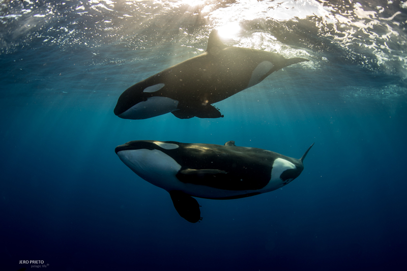 An Encounter with Orcas in Mexico