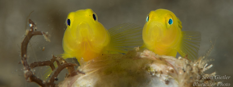 two-gobies