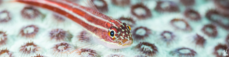 underwater-photo-composition-tutorials