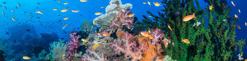 underwater-reefscapes-tutorials