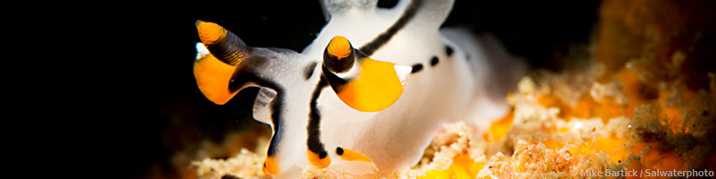 underwater-snoots-tutorials-bartick