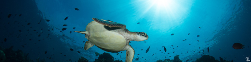 underwater-sunburst-tutorials