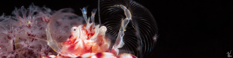 underwater-supermacro-tutorials-durand-1