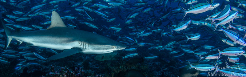 Underwater Photography Tips