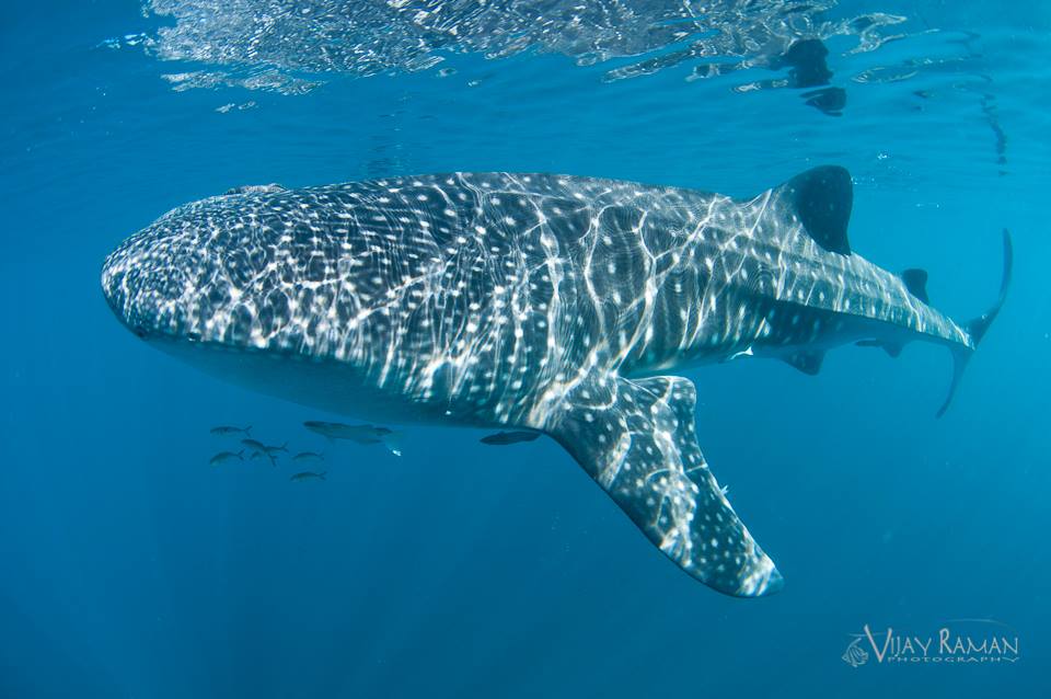 vijay-whale-shark2