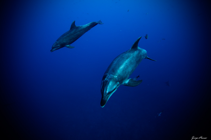 Dolphins bu Jorge Hauser. f/2.8, 1/200, ISO 640