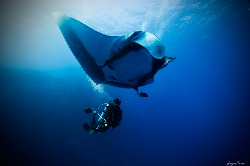 A giant manta and diver by Jorge Hauser. f/7.1, 1/250, ISO 400