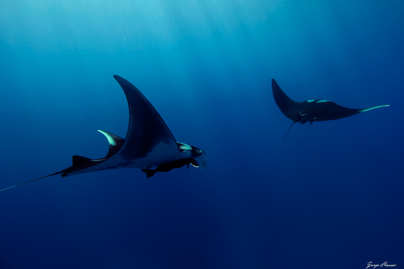 Giant mantas by Jorge Hauser. f/6.3, 1/125, ISO 320