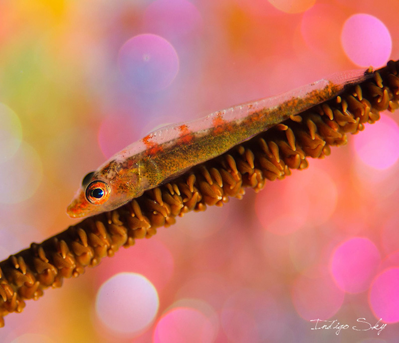 whipgoby