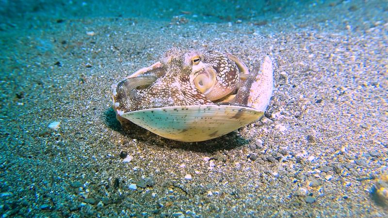 I was able to rest my GoPro on the sand so I could get nice stable video of this coconut octopus. Still image taken from GoPro macro footage of a coconut octopus