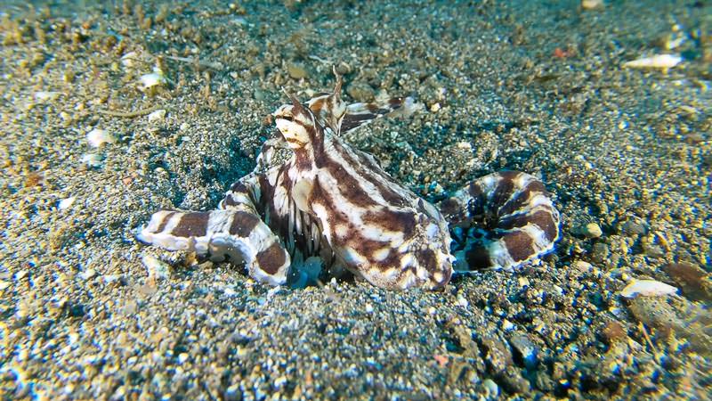 Once this mimic octopus got used to us, I was able to get nice and close to it for some personal footage. Mimic octopus still frame taken from video footage from Anilao