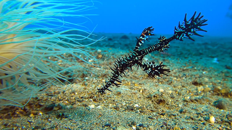 This ornate ghost pipefish was a perfect-sized subject, though a bit finicky to get into focus! Ornate ghost pipefish close-up, taken using GoPro 7 with macromate flip diopter.