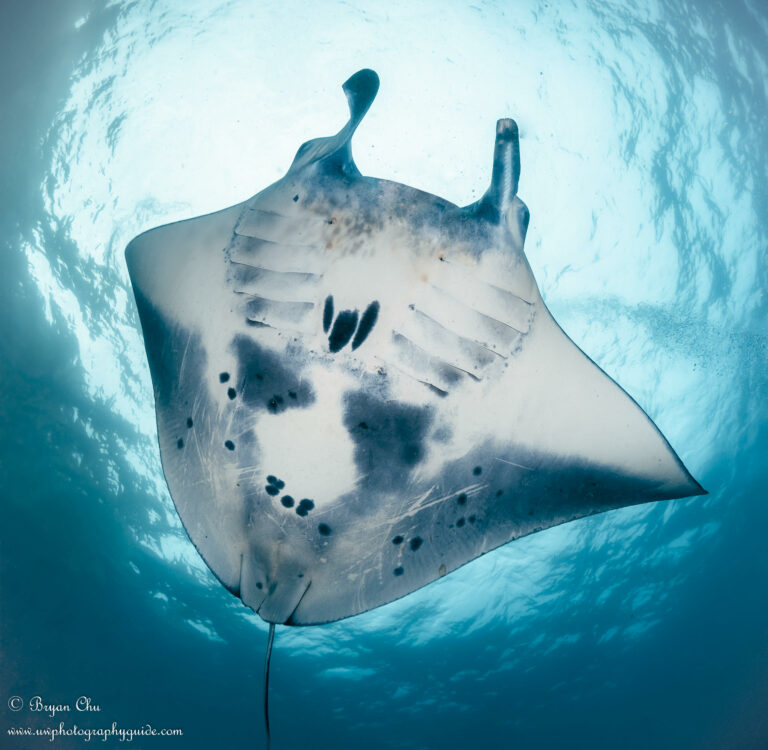 Diving Nusa Penida, Bali 20190323 - Bali Hai UW Photos (20 of 36)