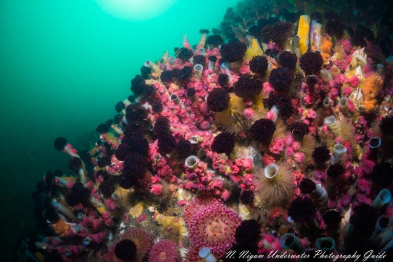 Sony a6400 Underwater Video DSC00337