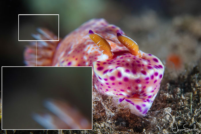 Removing Backscatter with Photoshop’s Content Aware Tool