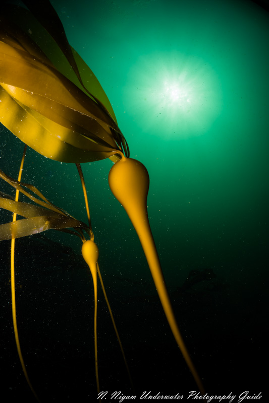 This bull kelp scene is the perfect showcase of the dynamic range ability of the Sony a6400