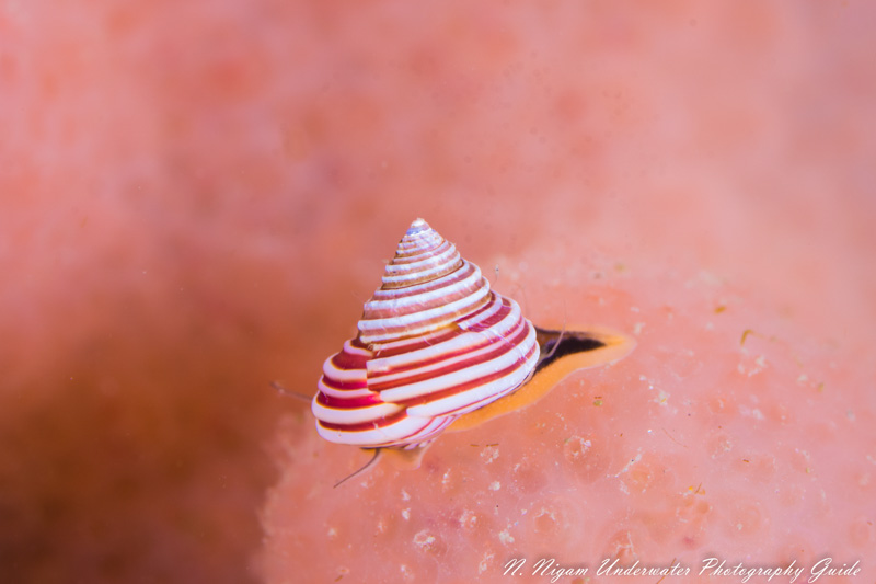 Topsnail photographed with the Sony a6400, Sony 90mm macro lens, dual Ikelite DS-161 strobes, and Ikelite Sony a6400 underwater housing. f/10, 1/160, ISO 200