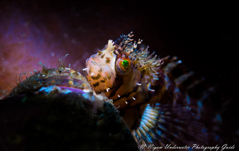 Mosshead warbonnet captured using the Sony a6400's animal eye AF tracking ability. Sony a6400, Sea & Sea YS-D1 strobe, Sony 16-50mm lens, Fantasea Sony a6400 underwater housing. f/13, 1/160, ISO 100