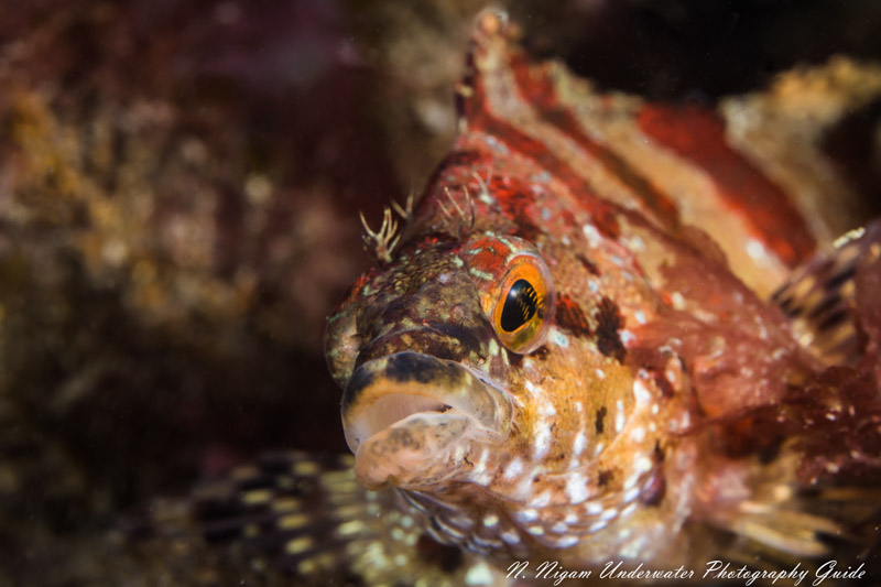Painted greenling photographed with the 90mm macro lens. Sony a6400, dual Ikelite DS-161 strobes, Ikelite underwater housing. f.10, 1/160, ISO 200