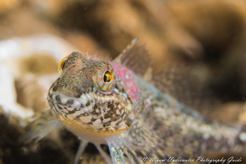 Scalyhead sculpin photographed with a Sony a6400 in an Ikelite a6400 underwater housing, dual Ikelite DS-161 strobes, Sony 90mm macro lens, and Ikelite to Sony TTL converter. f/10, 1/160, ISO 200