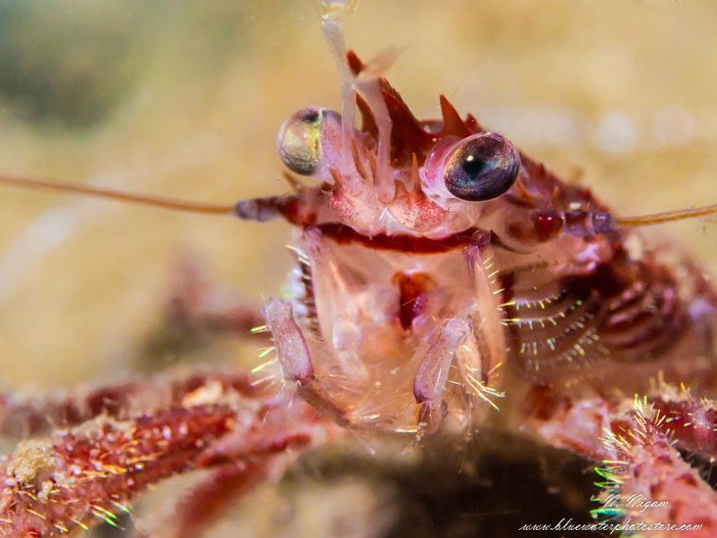 Squat lobster photographed with the Symbiosis SS-3 strobe and an Olympus Pen Camera. f/5.6, 1/160, ISO 200