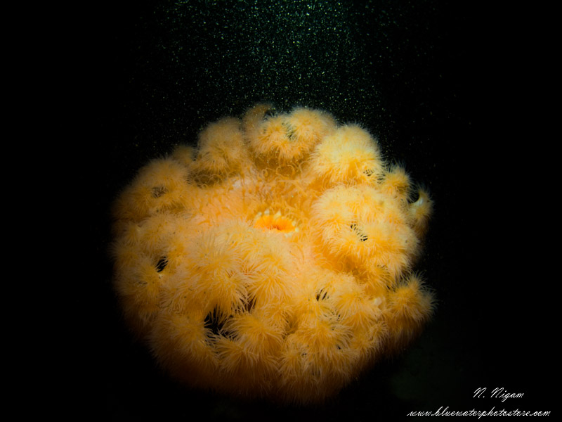 The beam angle on the Symbiosis SS3 is particularly good for close focus wide angle photos