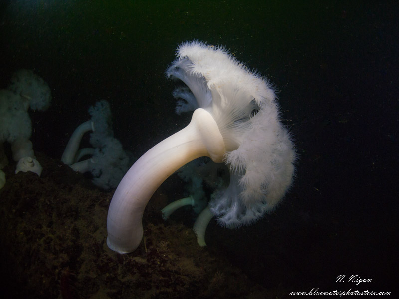 Wide angle photo with a single Symbiosis SS3 strobe in low light