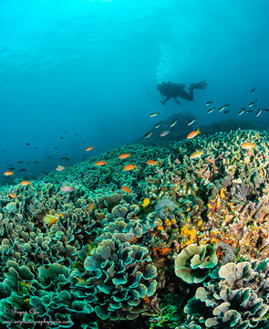 Pristine reef at SD dive site. Olympus OM-D E-M1, Olympus 8mm f/1.8 fisheye lens, Nauticam housing, Sea & Sea YS-D1 strobes. f/6.3, 1/100 sec, ISO 200.