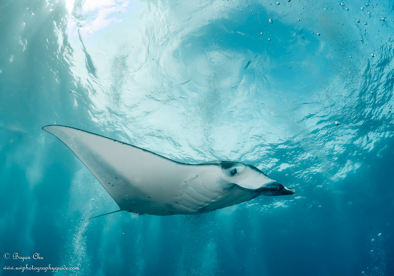 Manta ray swim-by at Manta Point. Olympus OM-D E-M1, Olympus 8mm f/1.8 fisheye lens, Nauticam housing, Sea & Sea YS-D1 strobes. f/10, 1/125 sec, ISO 200. Manta ray swimming past at manta point, Nusa Penida