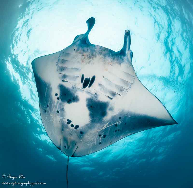 Manta ray that almost hit me in the head at manta point! Olympus OM-D E-M1, Olympus 8mm f/1.8 fisheye lens, Nauticam housing, Sea & Sea YS-D1 strobes. f/7.1, 1/125 sec, ISO 200.