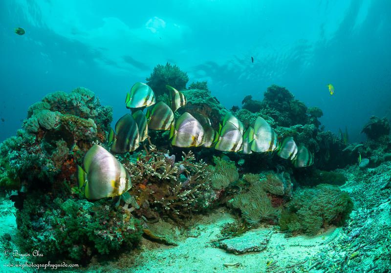 Batfish on the reef. Olympus OM-D E-M1, Olympus 8mm f/1.8 fisheye lens, Nauticam housing, Sea & Sea YS-D1 strobes. f/8, 1/100 sec, ISO 200. Batfish on a colorful reef, with blue water overhead.