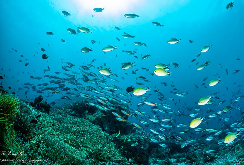 Rainbow runners over the reef. Olympus OM-D E-M1, Olympus 8mm f/1.8 fisheye lens, Nauticam housing, Sea & Sea YS-D1 strobes. f/10, 1/100 sec, ISO 200. School of colorful fish overtop a reef at Nusa Penida.