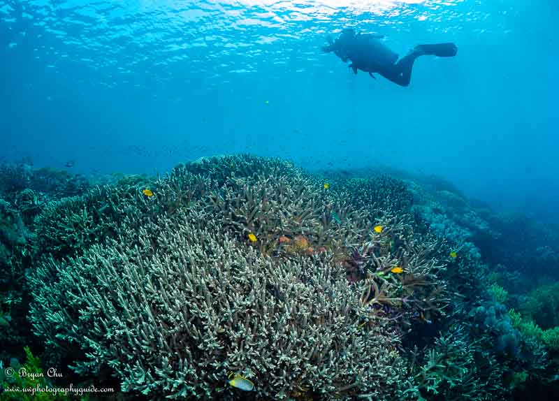 Beautiful hard coral at Mangrove Point/Toyapakeh. Olympus OM-D E-M1, Olympus 8mm f/1.8 fisheye lens, Nauticam housing, Sea & Sea YS-D1 strobes. f/7.1, 1/125 sec, ISO 200.