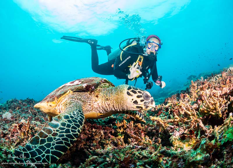 Hawksbill turtle at Crystal Bay. Olympus OM-D E-M1, Olympus 8mm f/1.8 fisheye lens, Nauticam housing, Sea & Sea YS-D1 strobes. f/6.3, 1/80 sec, ISO 200. Hawksbill turtle with diver behind at Crystal Bay