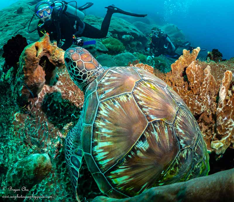 Green sea turtle sitting on a sponge. Olympus OM-D E-M1, Olympus 8mm f/1.8 fisheye lens, Nauticam housing, Sea & Sea YS-D1 strobes. f/7.1, 1/160 sec, ISO 200. Green sea turtle sitting on a sponge at Sental dive site
