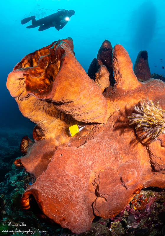 Dive model above a really cool giant sponge. Olympus OM-D E-M1, Olympus 8mm f/1.8 fisheye lens, Nauticam housing, Sea & Sea YS-D1 strobes. f/8, 1/200 sec, ISO 200. Diver with dive light swimming above a giant red sponge
