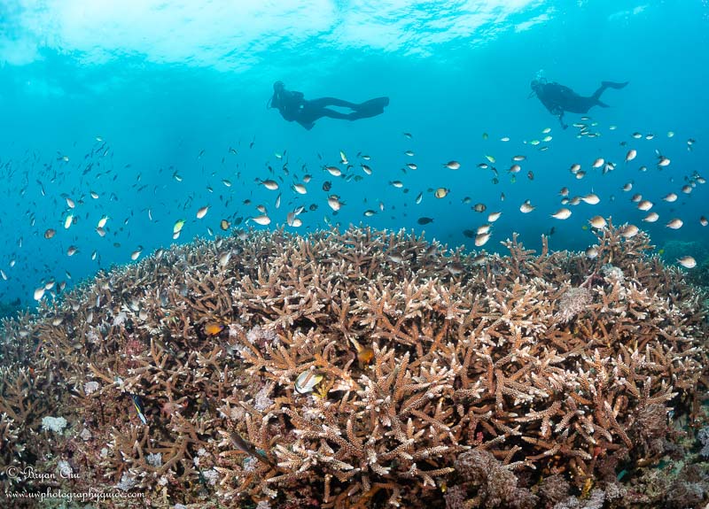 Beautiful branched coral. Olympus OM-D E-M1, Olympus 8mm f/1.8 fisheye lens, Nauticam housing, Sea & Sea YS-D1 strobes. f/6.3, 1/100 sec, ISO 200. Branched coral at Crystal Bay, with lots of fish and two divers above in clear blue water.