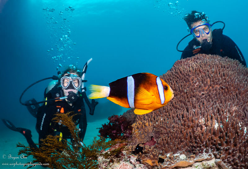 This little troublemaker bit me on the finger! Olympus OM-D E-M1, Olympus 8mm f/1.8 fisheye lens, Nauticam housing, Sea & Sea YS-D1 strobes. f/5.0, 1/160 sec, ISO 200. False clown anemonefish swimming in blue water in front of two dive models