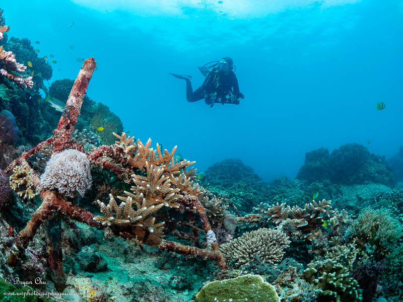Coral restoration project. Olympus OM-D E-M1, Olympus 8mm f/1.8 fisheye lens, Nauticam housing, Sea & Sea YS-D1 strobes. f/7.1, 1/80 sec, ISO 200. Diver swimming above coral restoration project in Lembongan Bay