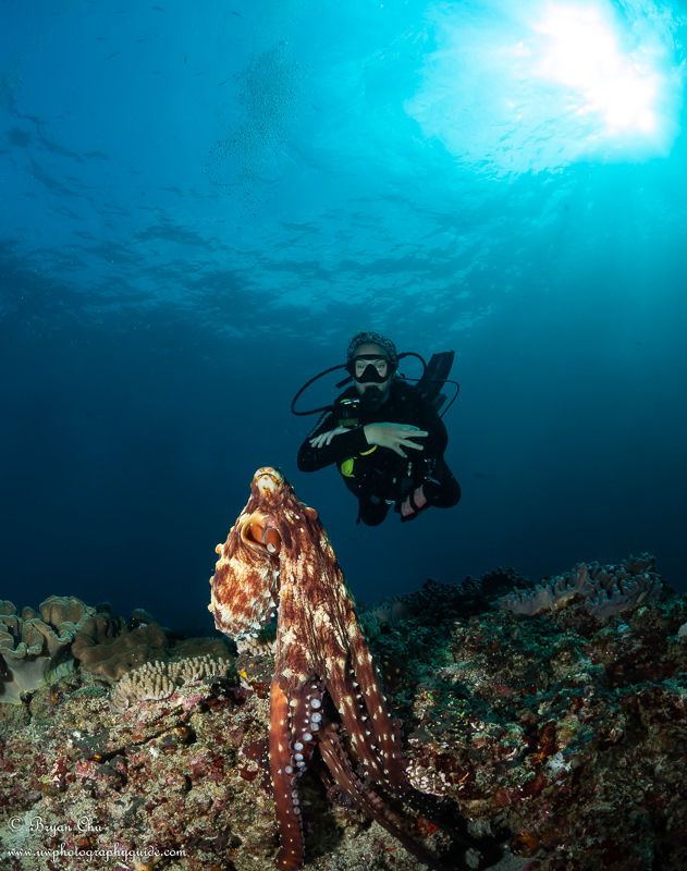 The Headliner: A friendly octopus showing off on his rocky perch. Olympus OM-D E-M1, Olympus 8mm f/1.8 fisheye lens, Nauticam housing, 2x YS-D1 strobes. f/11, 1/160 sec, ISO 200. Octopus perching on the rocks with spotted skin and with one diver behind.