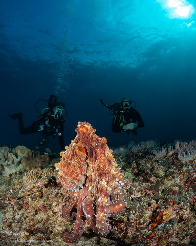 Act 2: the friendly octopus showing off his camouflage color and texture to his adoring fans. Olympus OM-D E-M1, Olympus 8mm f/1.8 fisheye lens, Nauticam housing, 2x YS-D1 strobes. f/14, 1/200 sec, ISO 200. Octopus perching on the rocks with rocky camouflage and with two divers behind.