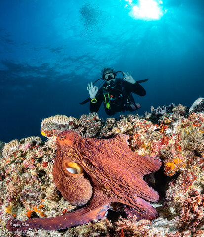 The Headliner exits stage left...Olympus OM-D E-M1, Olympus 8mm f/1.8 fisheye lens, Nauticam housing, 2x YS-D1 strobes. f/14, 1/200 sec, ISO 200. Octopus crawling over the rocks with a dive model behind.