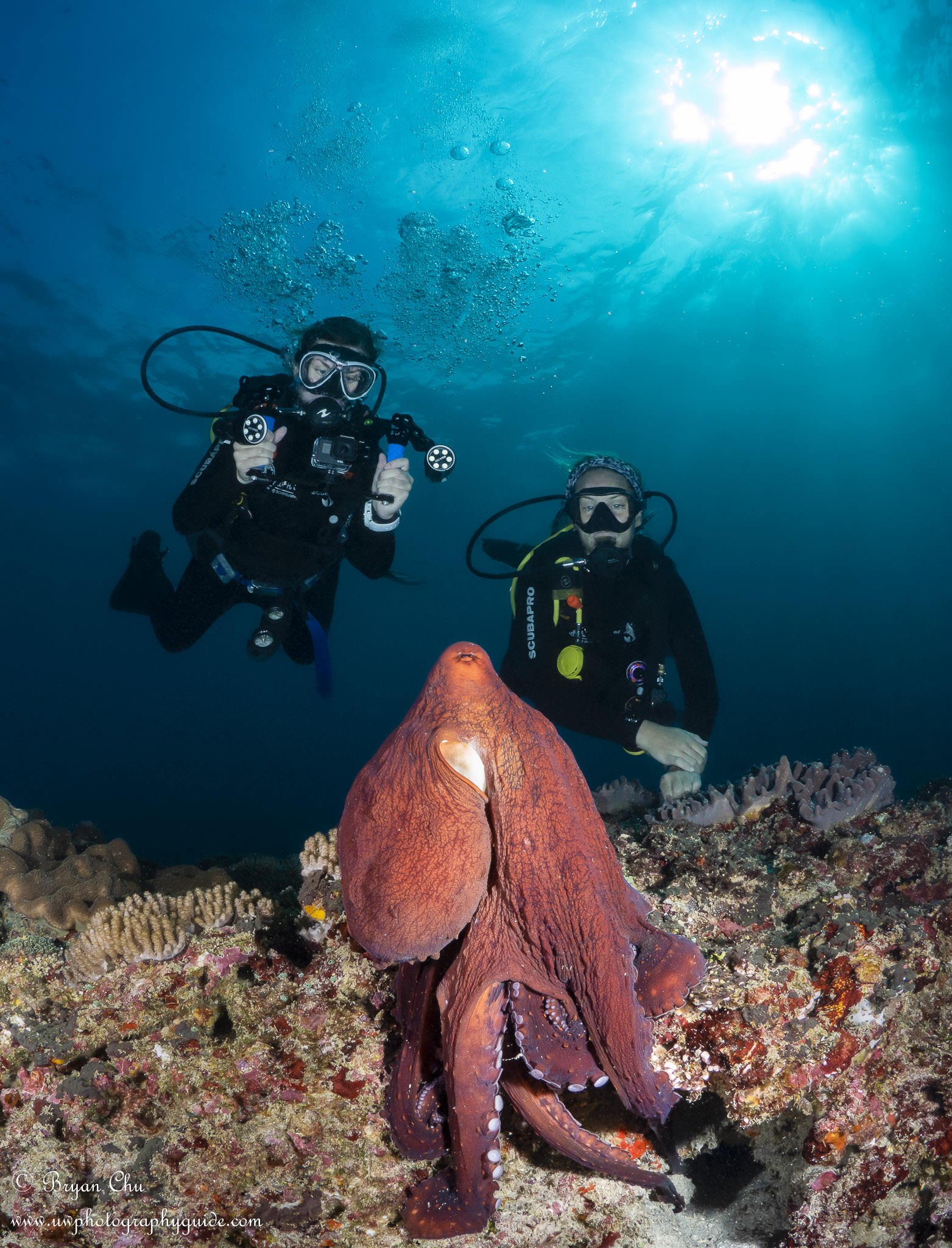 An Unforgettable Octopus Encounter