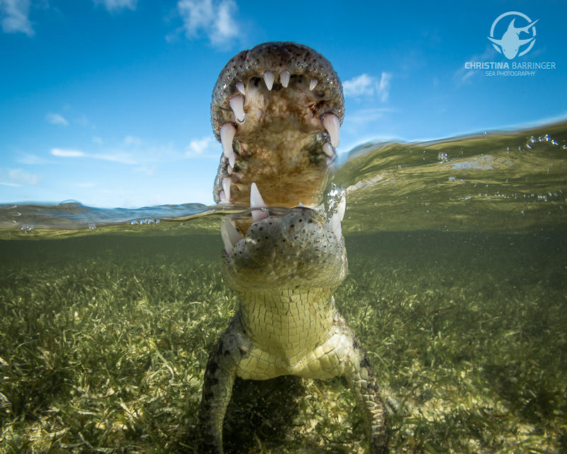 ChristinaCrocodiles-6