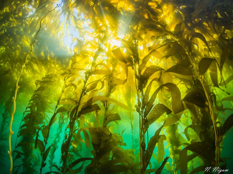 Through dense forests of kelp, the plastic pollution crisis is there but often unseen.