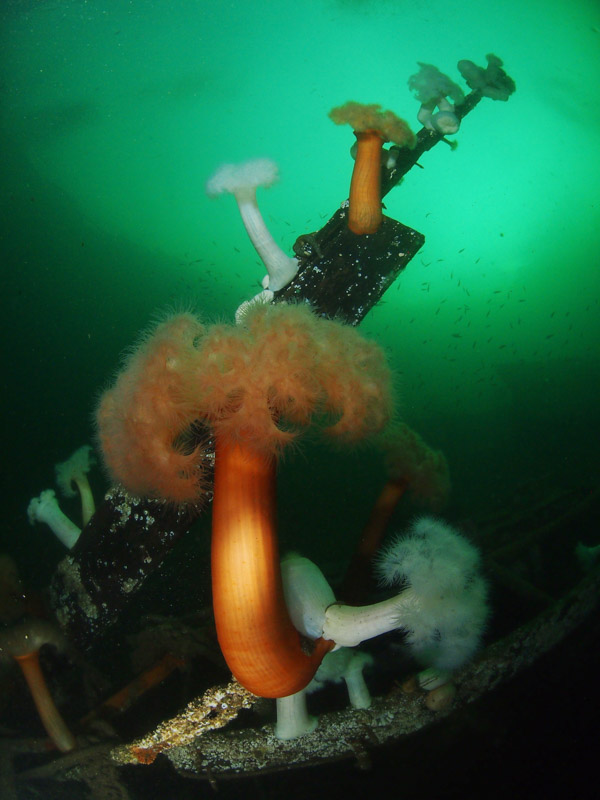 The marine life of the Pacific Northwest finds ways to co-exist with large amounts of marine debris