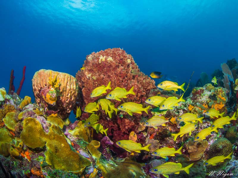 This Caribbean reef lies mere miles away from the photo seen at the top of this article.